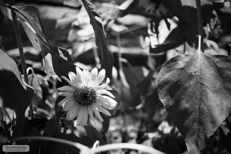 parque_22-07-25_0004.jpg