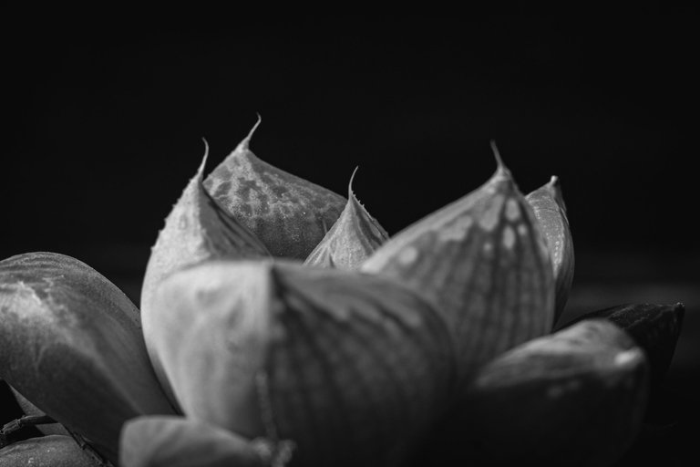 Haworthia cymbiformis-4.JPG