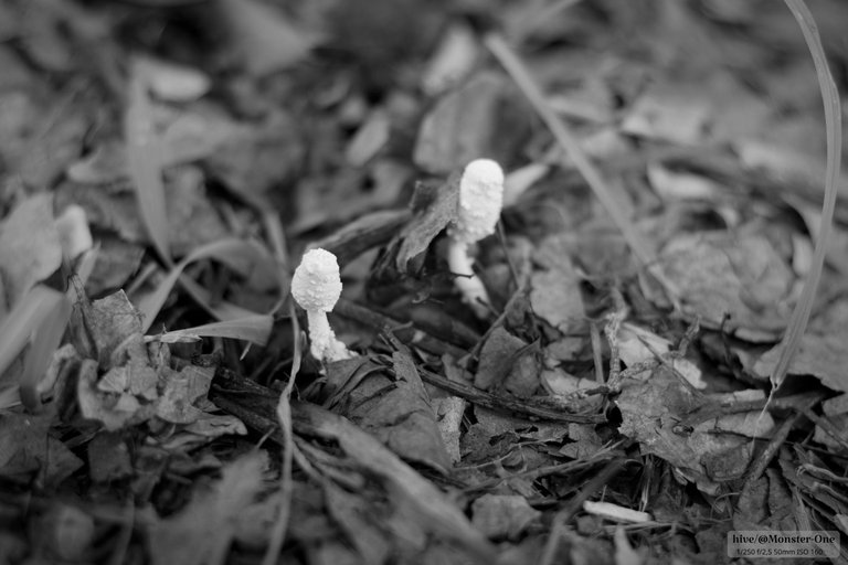 Monomad_hongos_0001.jpg