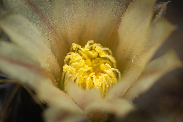 Mammillaria prolifera-9.JPG