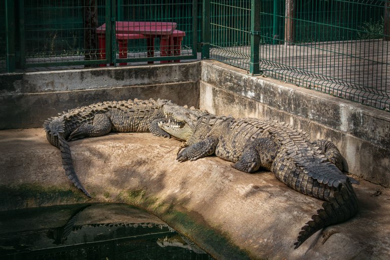 La tovara y cocodrilario-21.png