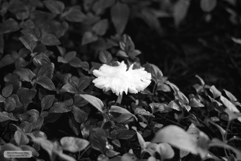 Parque_nubloso_0006.jpg