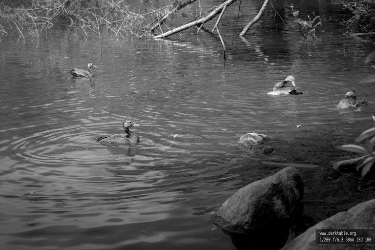 Aves_BnW_0005.jpg