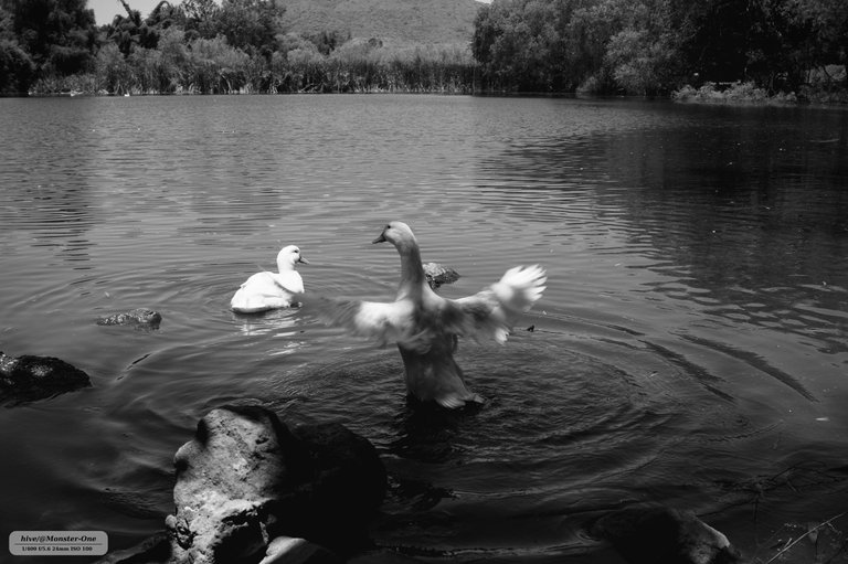 parque_222_0006.jpg