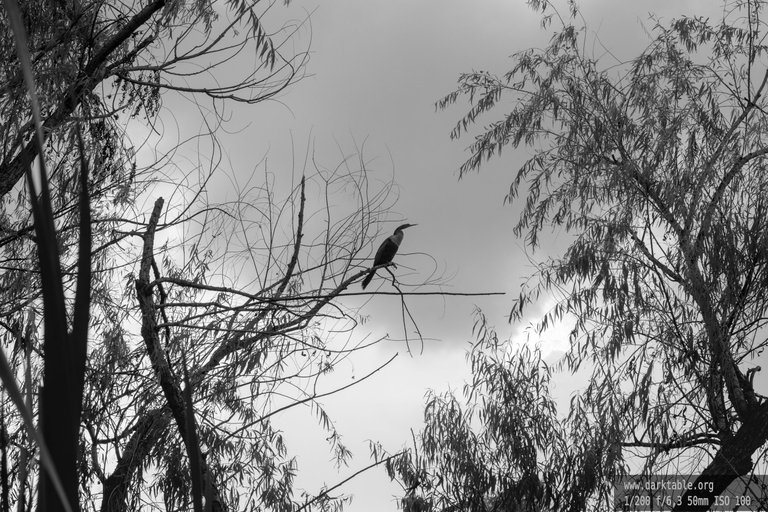 Aves_BnW_0002.jpg