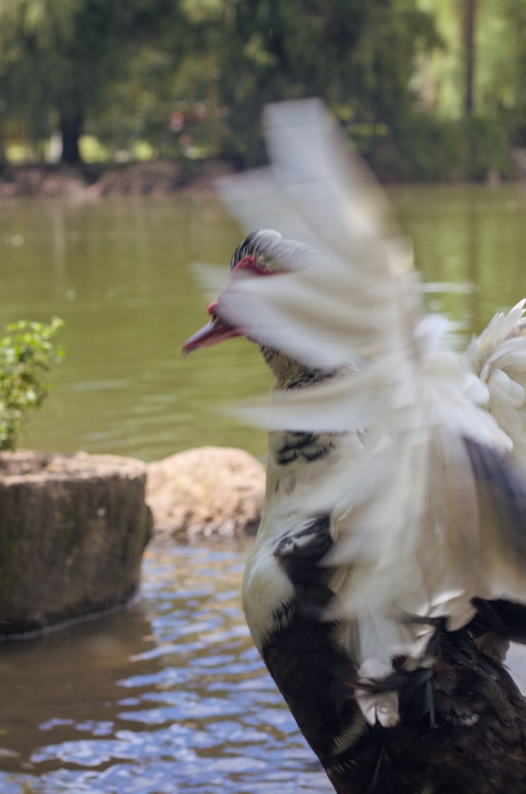 Patos_agua_0007.jpg