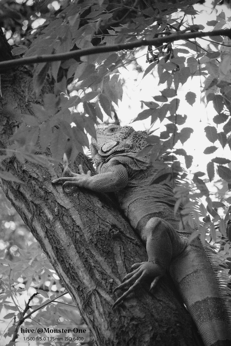 Iguana_arbol_0007.jpg