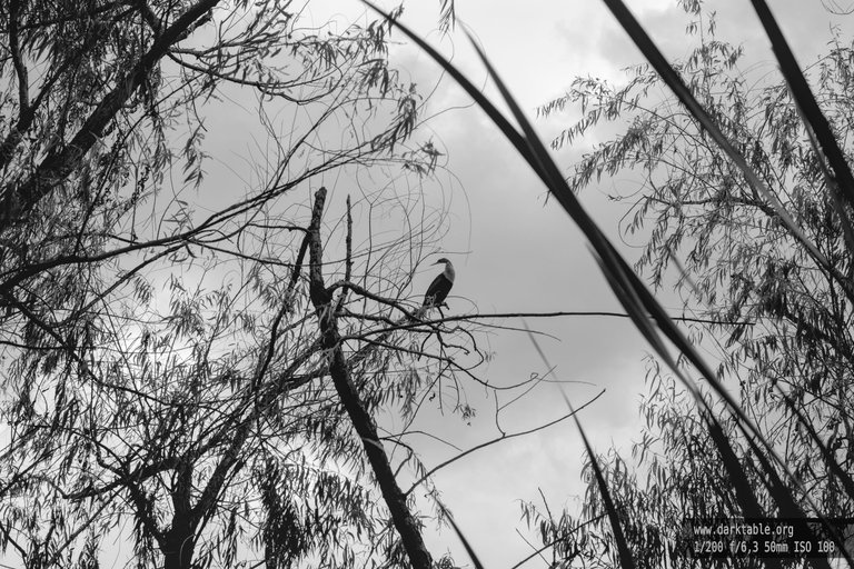 Aves_BnW_0001.jpg