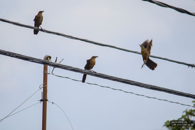 aves_en_alambre_0002.jpg