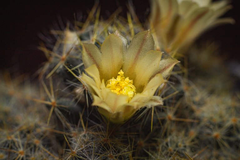 Mammillaria prolifera-11.JPG