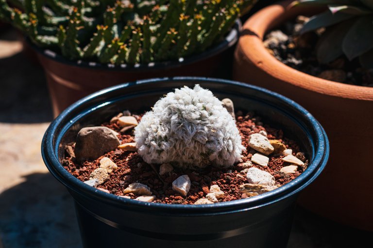 Nuevo mammillaria-3.jpg