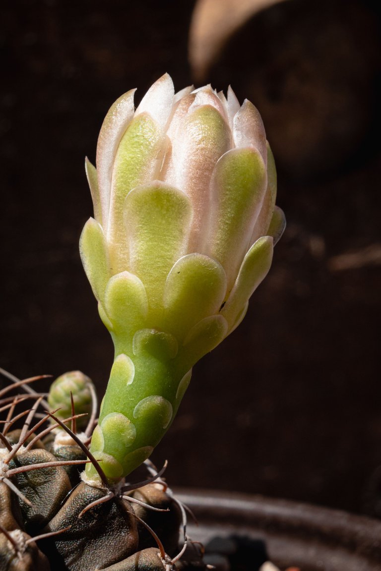 Cactus-10.jpg