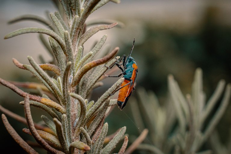 insecto romero-6.jpg