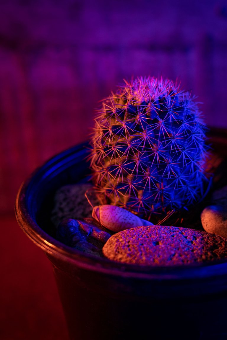 cactus_luz-6.JPG