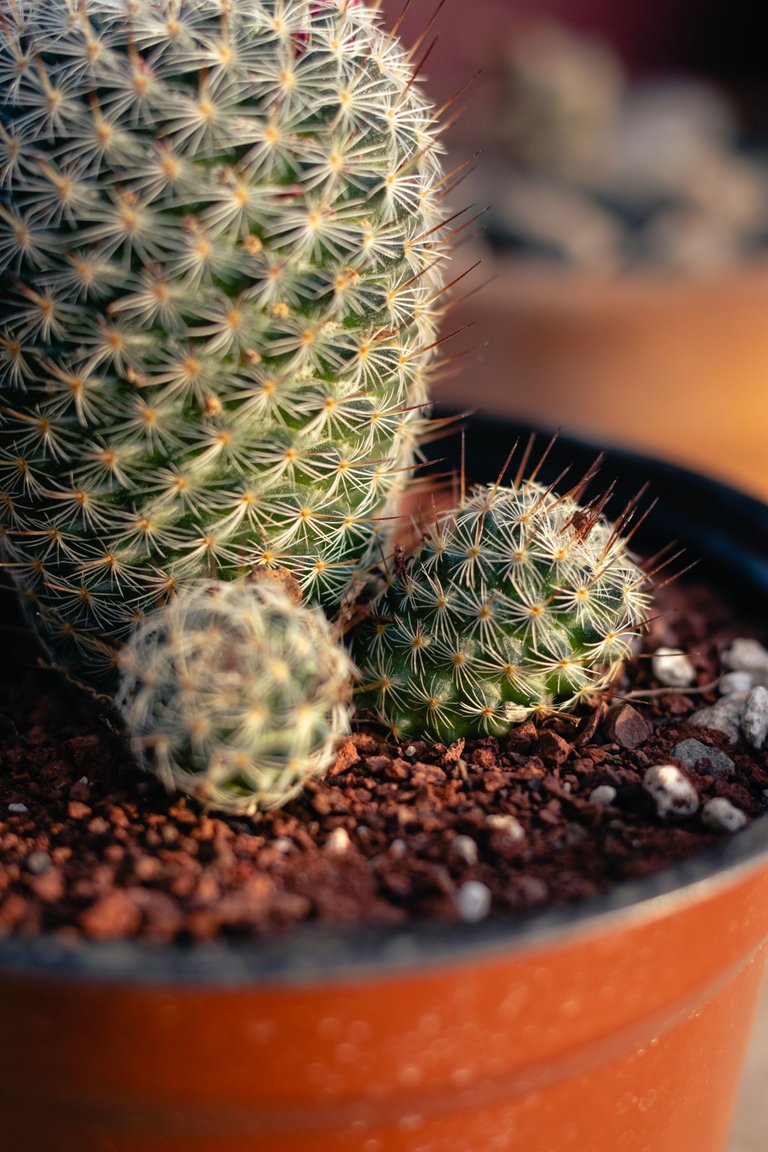Cactus-6.jpg