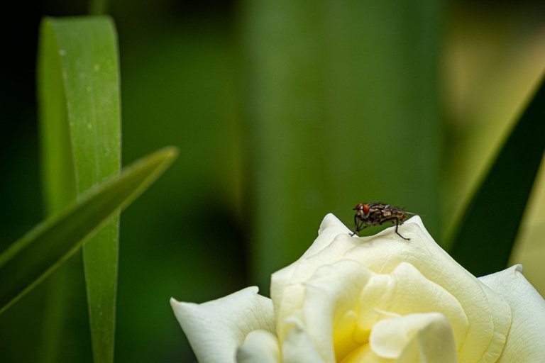 mosca flor-2.jpg
