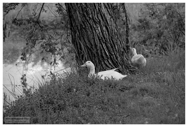 Monomad_Retrato_patos_0001.jpg