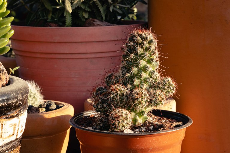 Cactus-2.jpg