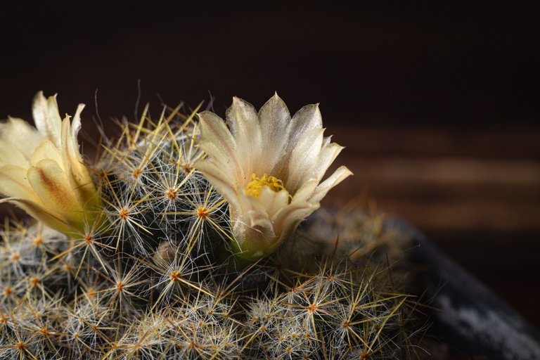 Mammillaria prolifera-2.JPG