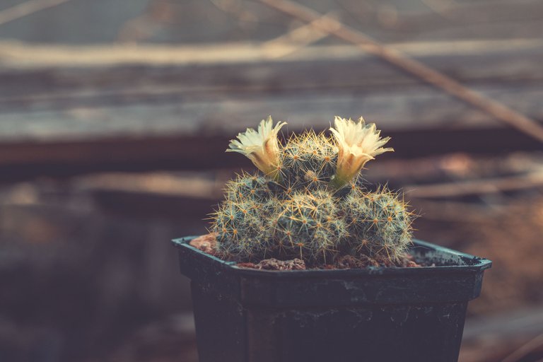 Austrocylindropuntia subulata-6.JPG