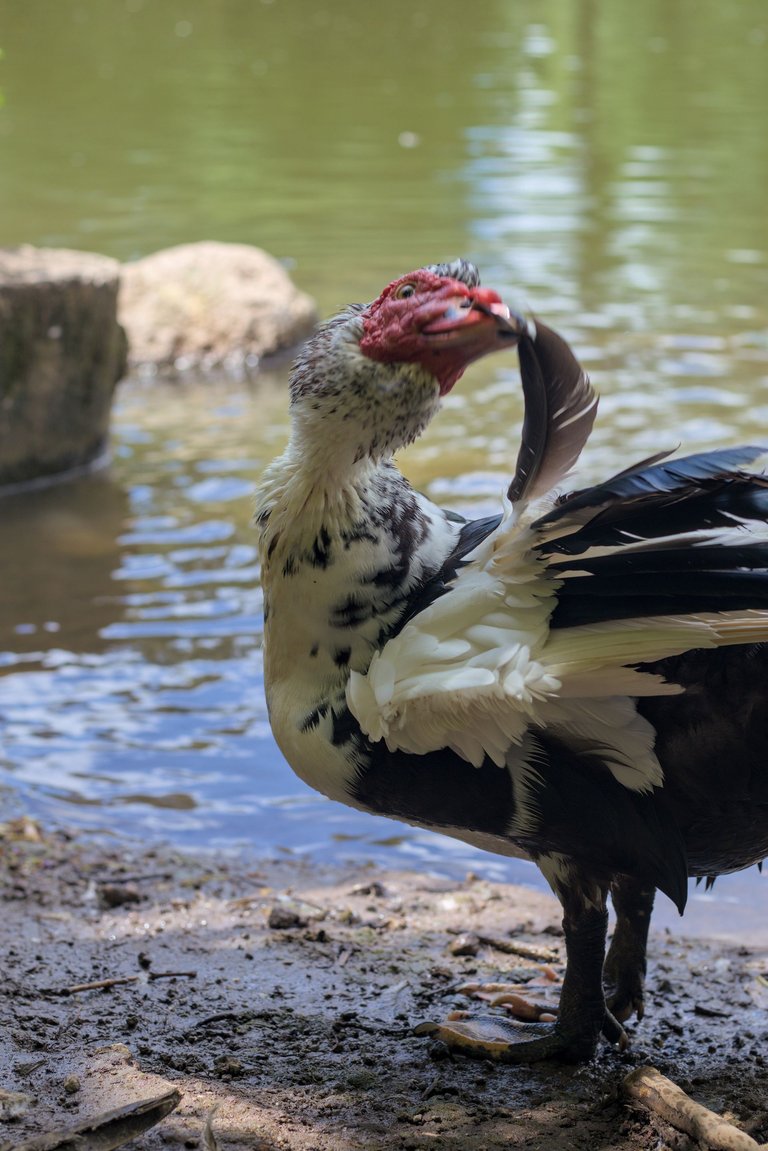 Patos_agua_0008.jpg