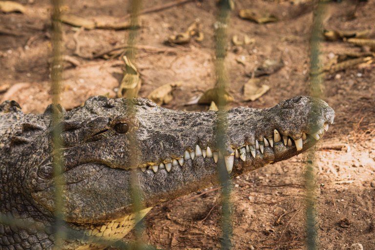 La tovara y cocodrilario-2.png