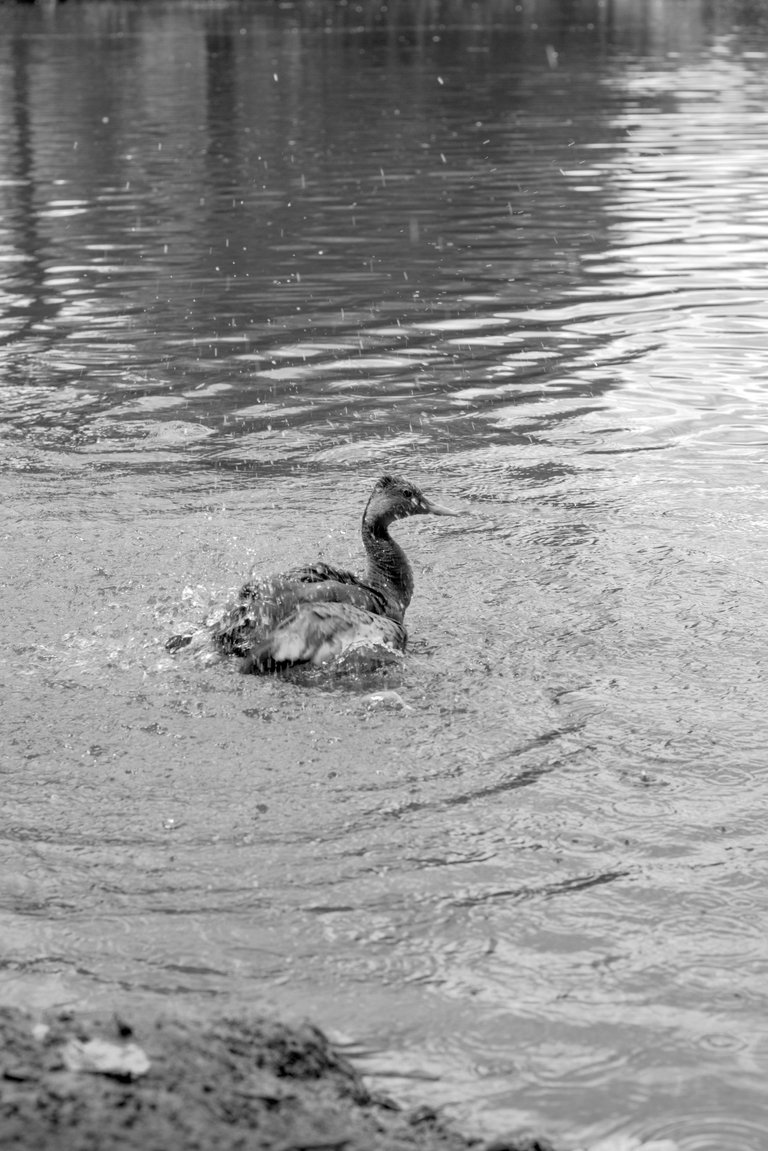 Patos_agua_0006.jpg