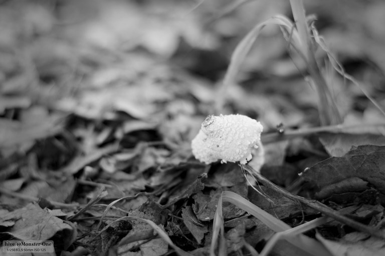 Monomad_hongos_0002.jpg