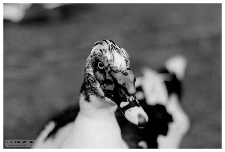 Monomad_Retrato_patos_0003.jpg