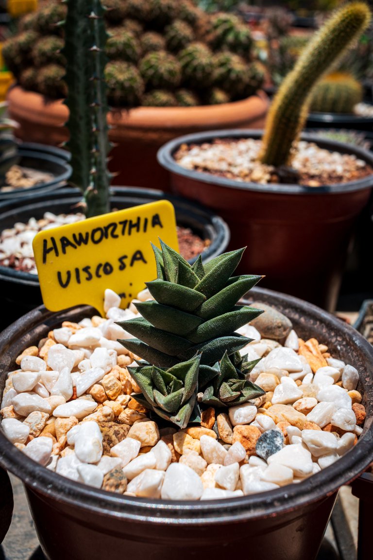 Haworthias-2.jpg