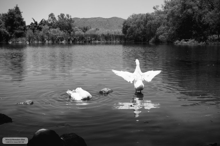 parque_222_0008.jpg