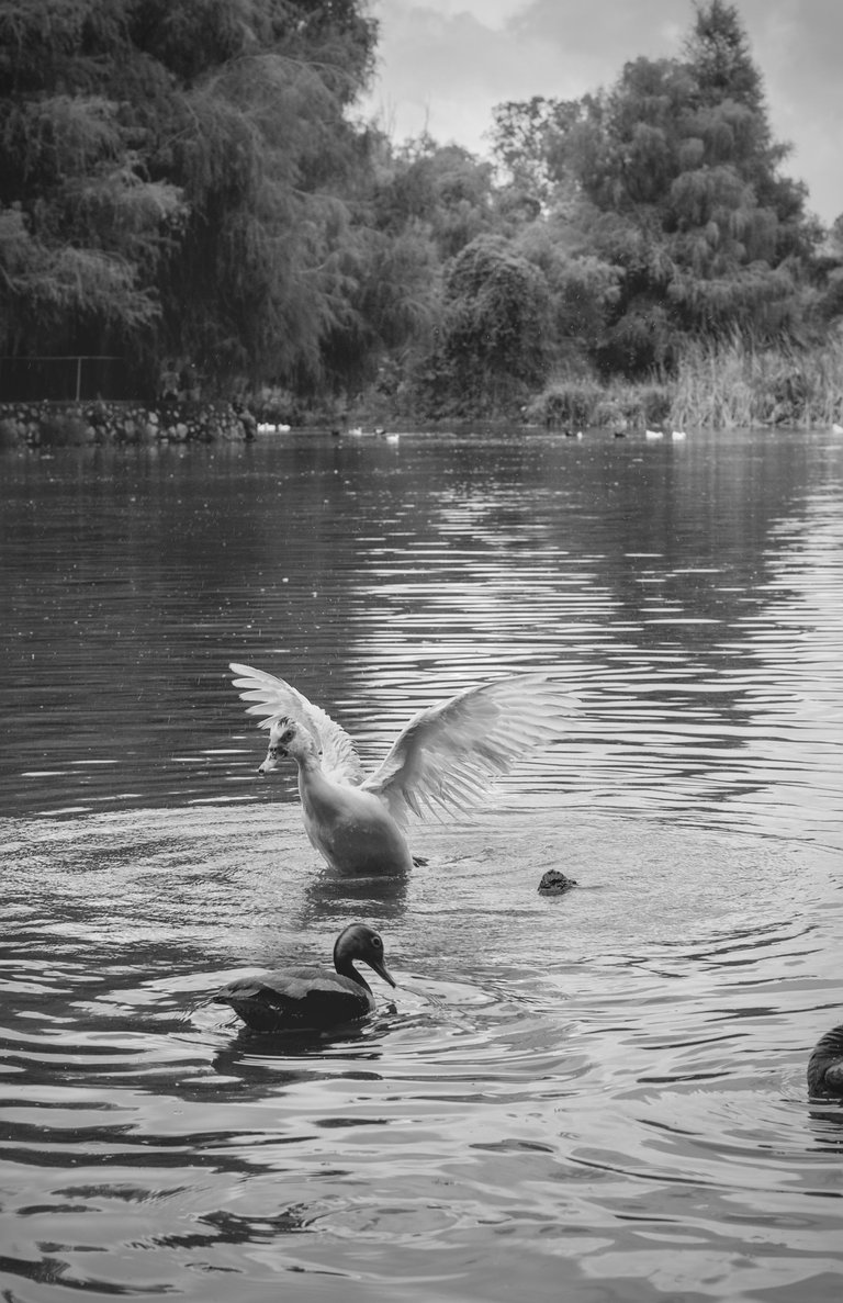 Patos_agua_0002.jpg