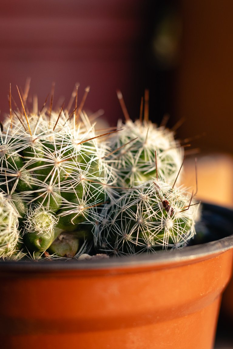 Cactus-5.jpg