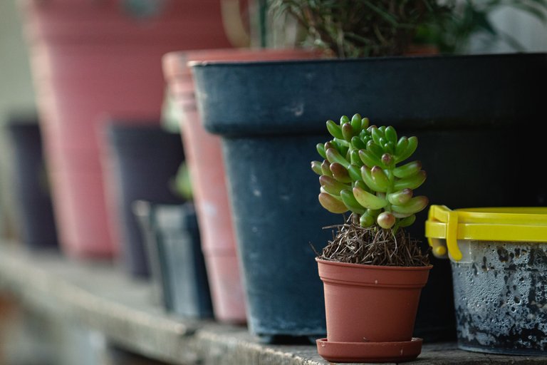 Sedum Rubrotinctum.JPG