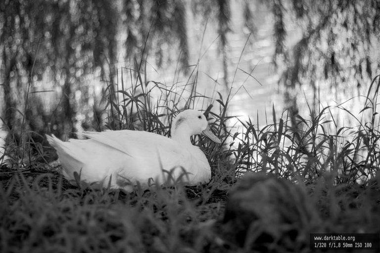 Aves_BnW_0003.jpg