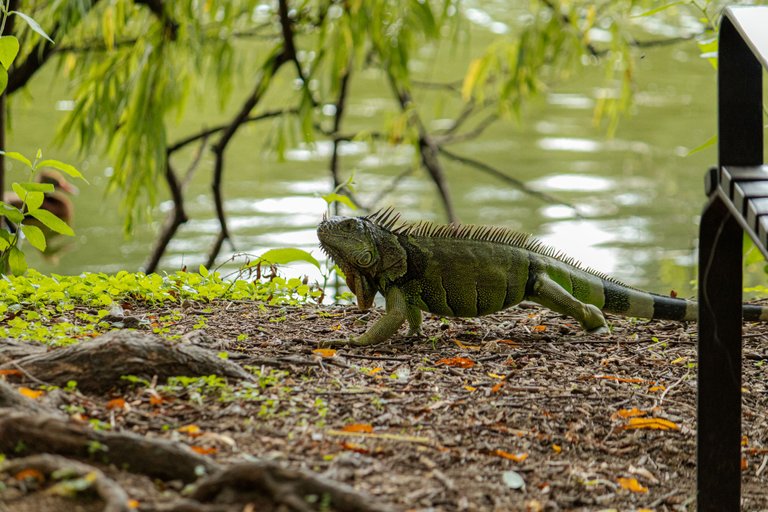 iguana (1 de 3).jpg