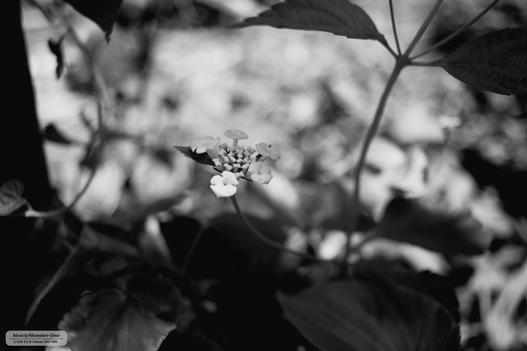 parque_22-07-25_0005.jpg
