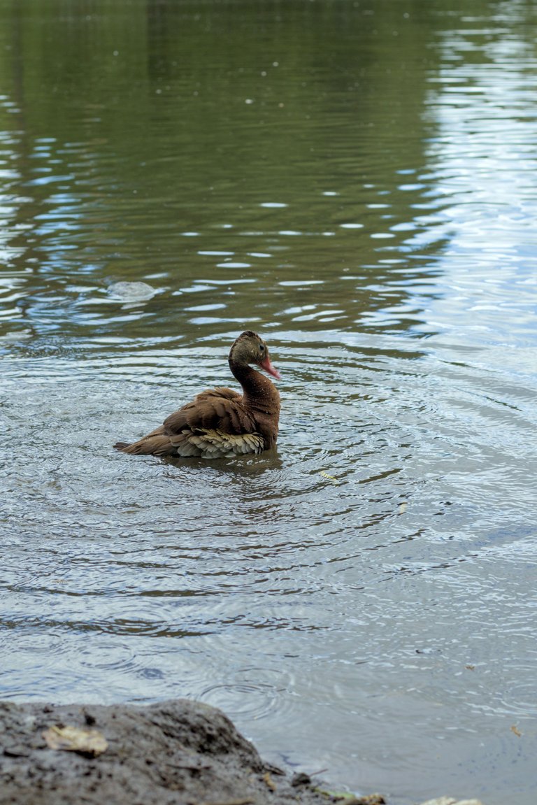 Patos_agua_0003.jpg