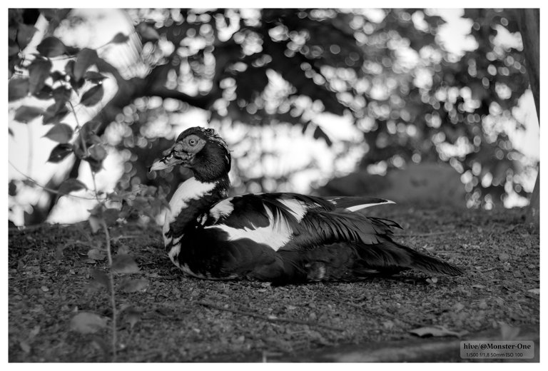 Monomad_Retrato_patos_0002.jpg