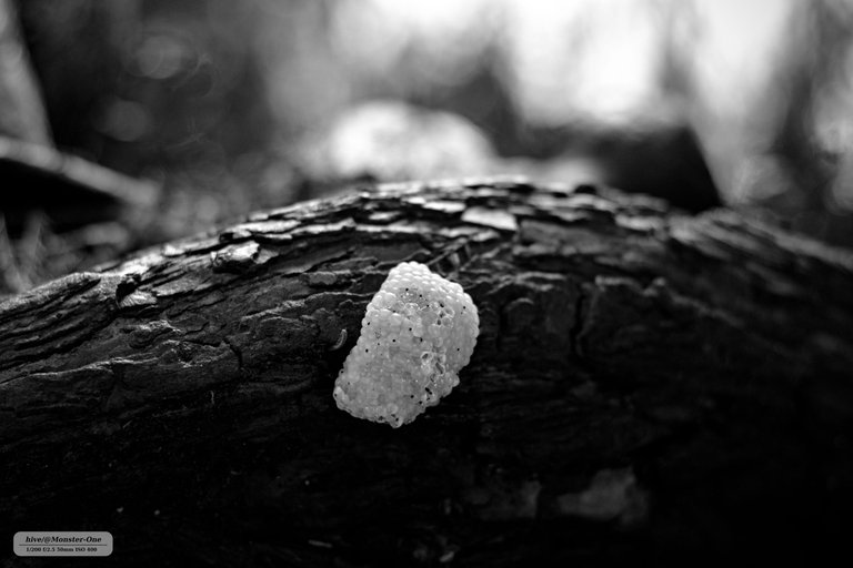 Parque_nubloso_0004.jpg