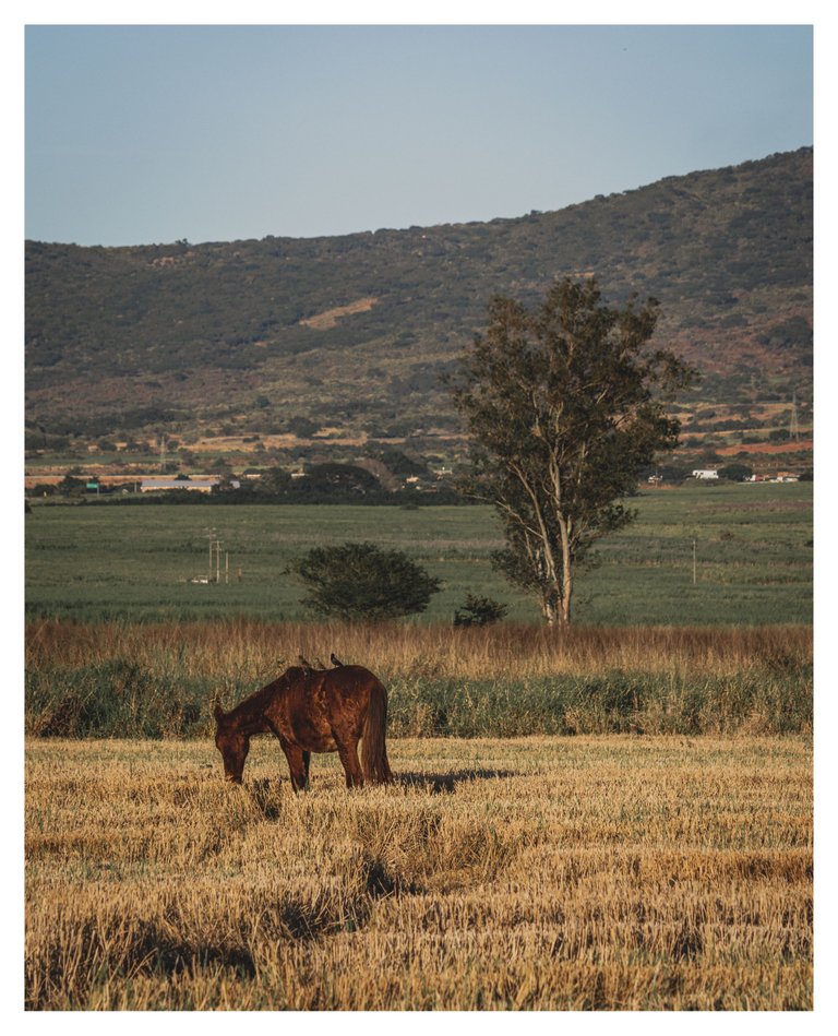 caballos_arroz-6.jpg