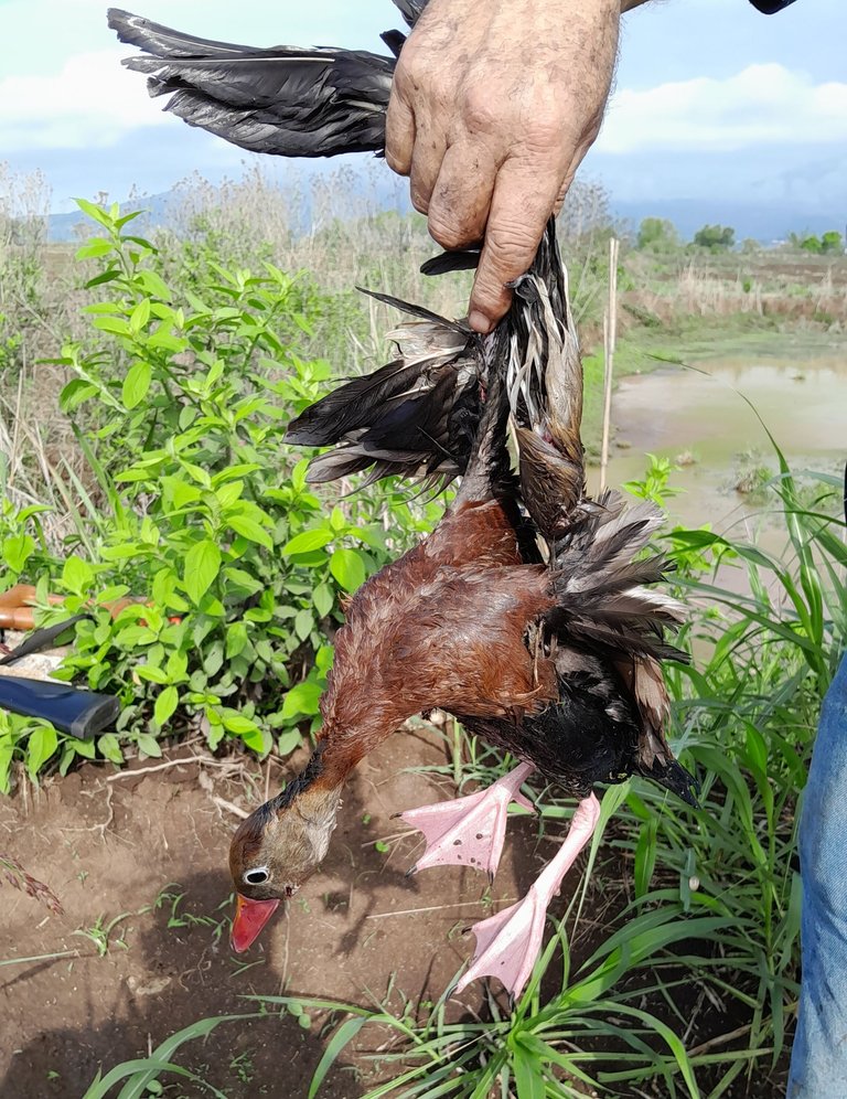 Patos_caceria.jpg