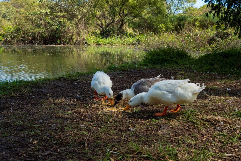 Patos1.JPG