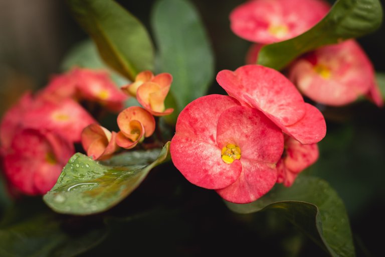 50mm_flores_flash 1 of 3.JPG