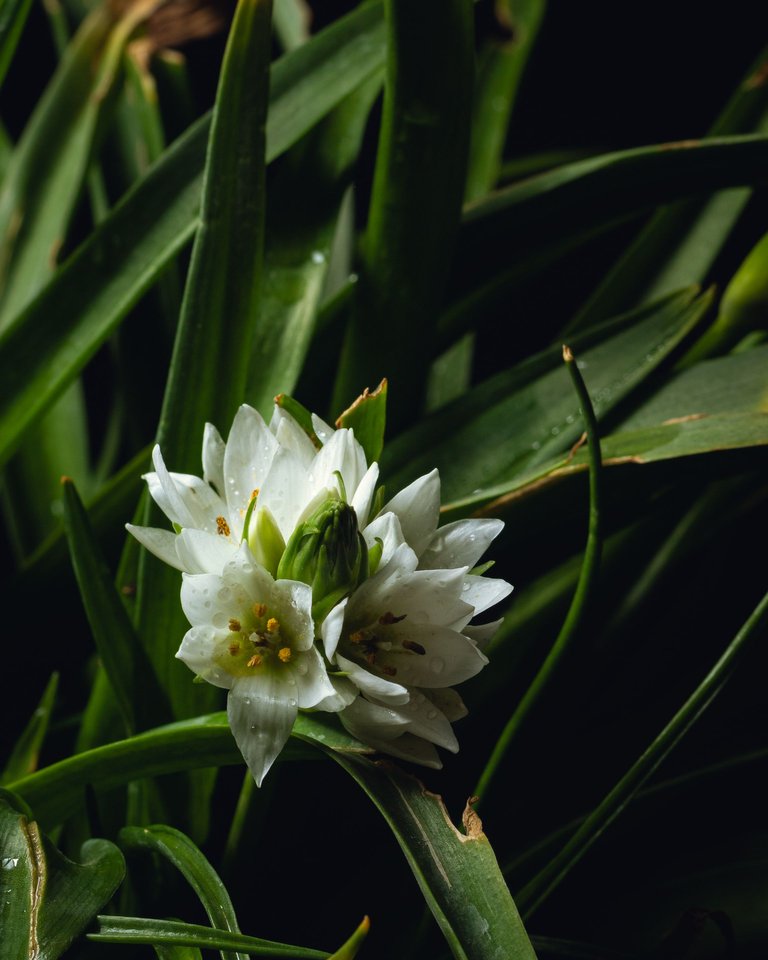 Estrella de belen.JPG