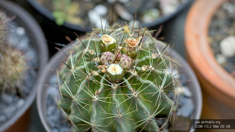 Floraciones_julio_0003.jpg