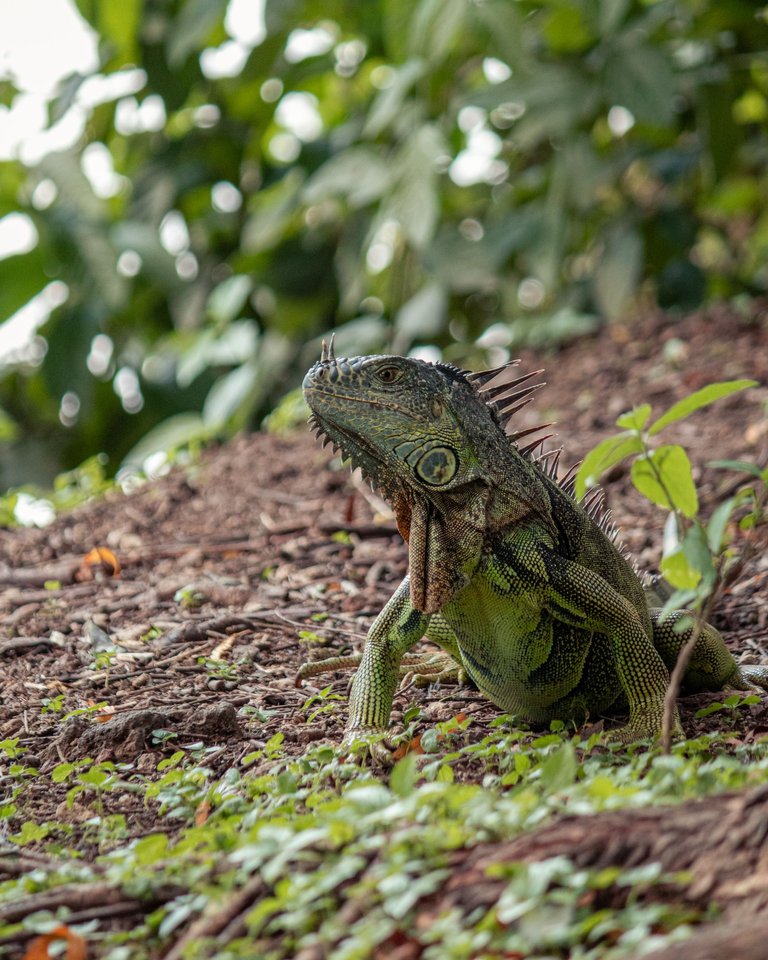 iguana (3 de 3).jpg