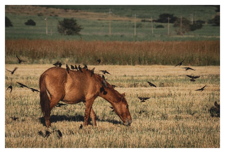 caballos_arroz-2.jpg