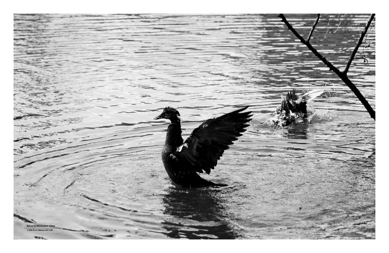 photofeed_bnw_0001.jpg