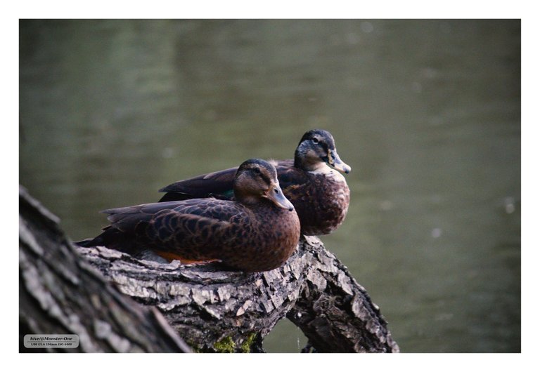 photofeed_wildlife_0002.jpg
